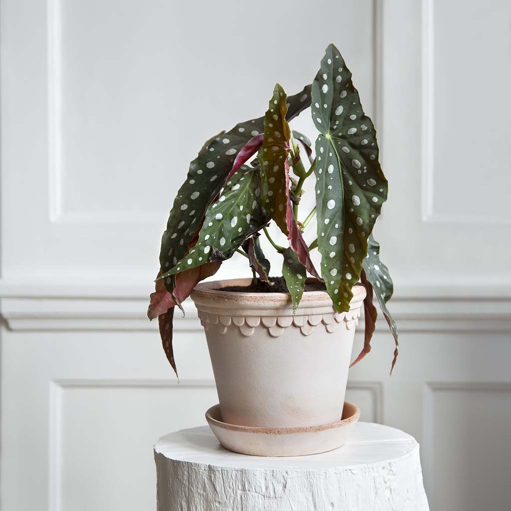 Bergs Pots with Saucer | Copenhagen "Castle" Pots