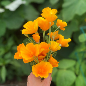 How to Grow California Poppies in the Southeast