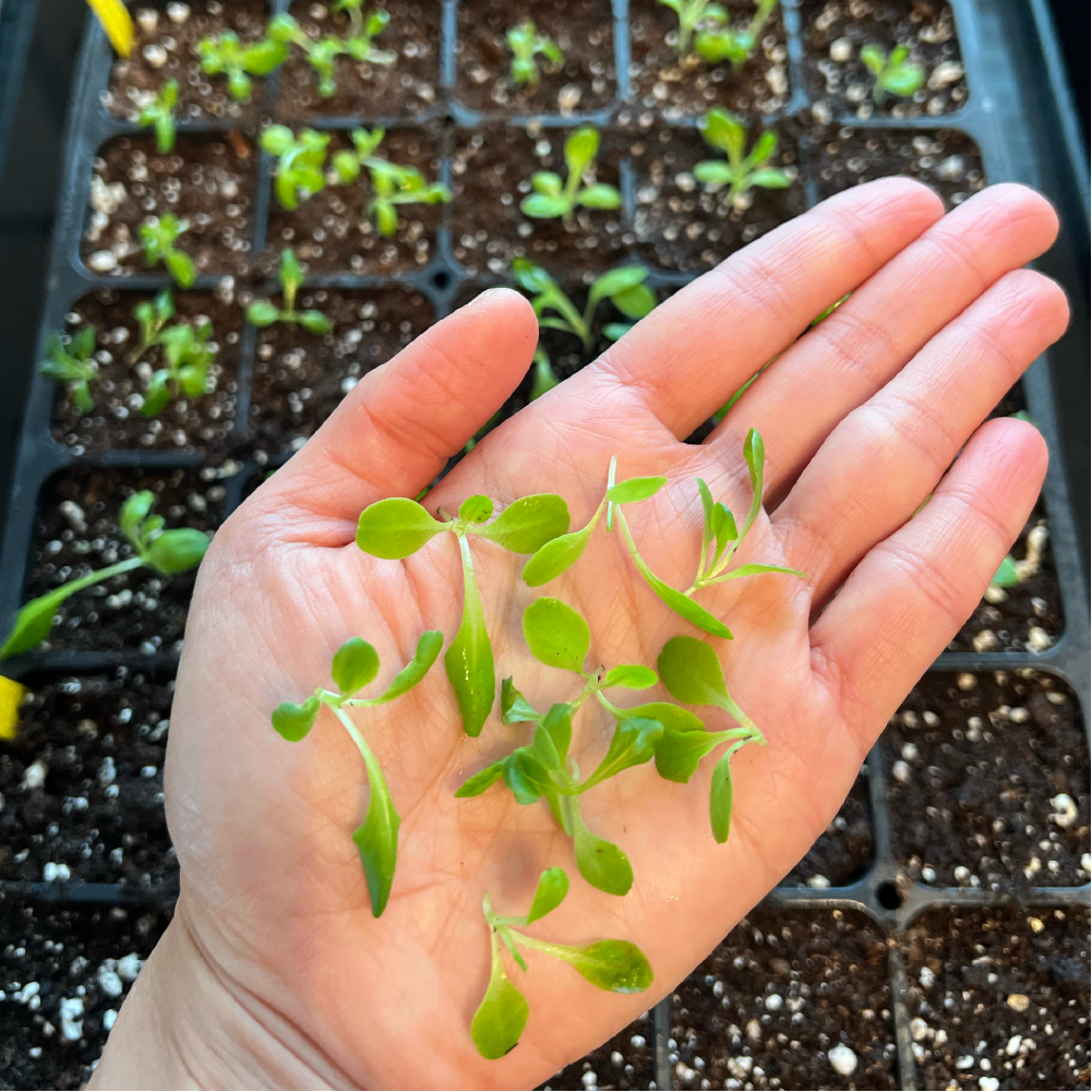 Seed Sowing Progress Round 1