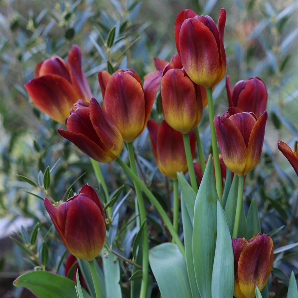 Tulip Amber Glow