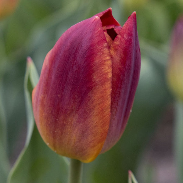 Tulip Amber Glow