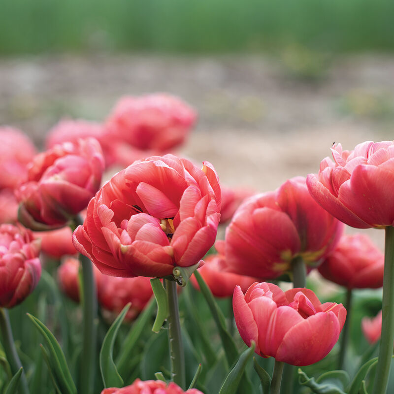 Tulip Copper Image