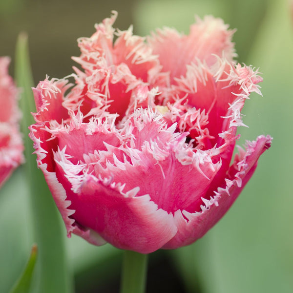 Tulip Queensland